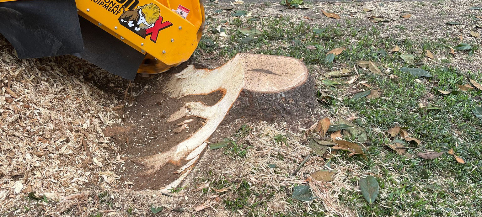 Tree stump Removal